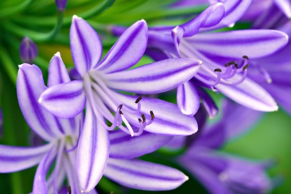 Les secrets pour prolonger la vie d'un lys après la floraison