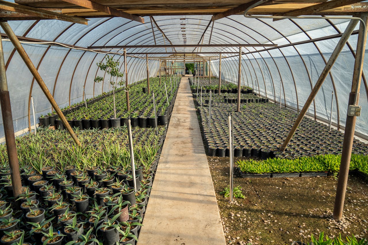 Les serres Walipini, il faut découvrir leur fonctionnement, avantages et astuces